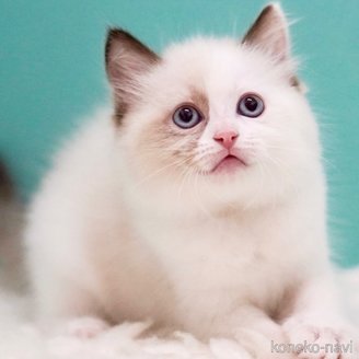 販売中の東京都のラグドール-114593の3枚目